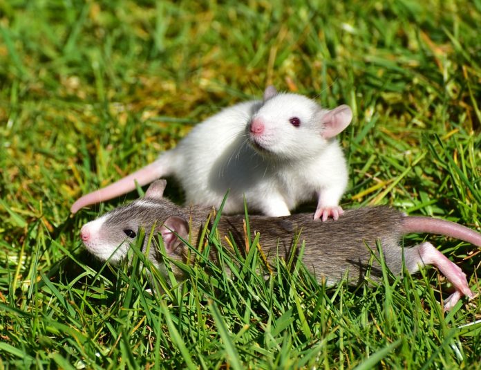 rats-small-rats-1388830_960_720