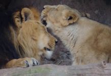 Gott hat keine Raubtiere erschaffen