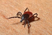 Zeckenimpfung – das solltest du wissen!