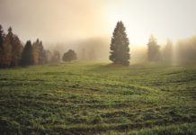 Spirituelle kaum bekannte Heilpflanze