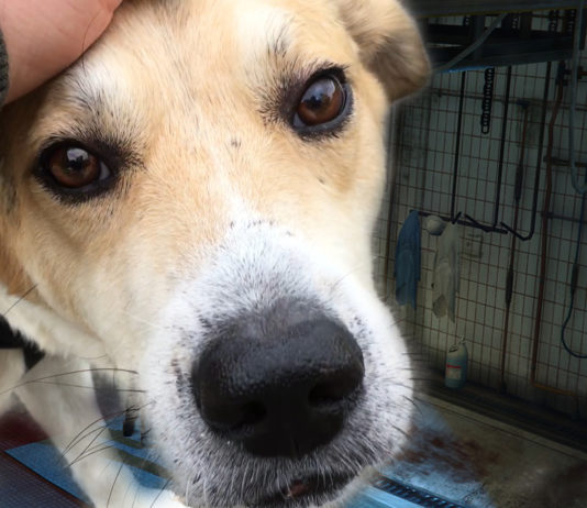 Hundeschlachthof auf Mauritius | Kein Bewusstsein für Tiere