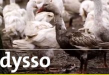 Tradition – Martinigans und Weihnachtsbraten