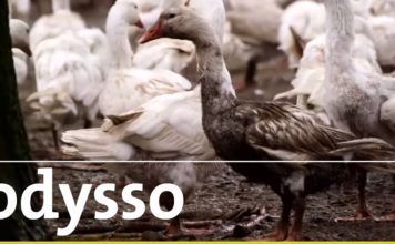 Tradition – Martinigans und Weihnachtsbraten