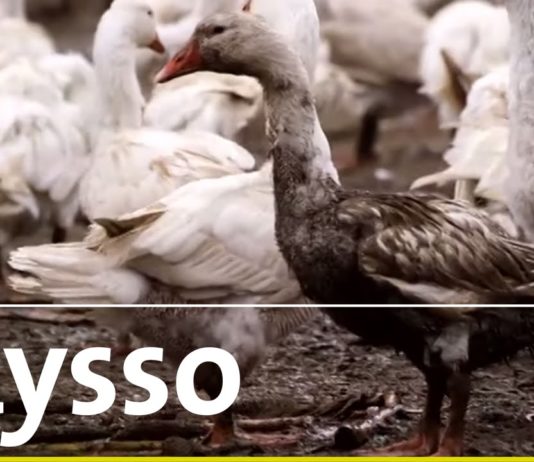 Tradition – Martinigans und Weihnachtsbraten