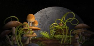 Zauberpilze Magic Mushrooms Psilocybin & seine spirituelle Eigenschaften