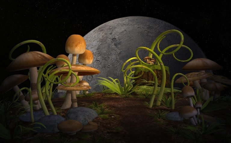 Zauberpilze Magic Mushrooms Psilocybin & seine spirituelle Eigenschaften
