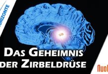 Die Zirbeldrüse als Schlüssel – Dr. Heidi Wichmann