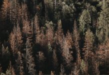 Der Wald wird ermordet, so wie die Korallen durch Climate Geoengineering (Klimakontrolle)! https://unsplash.com/photos/g6B4rdvegMc