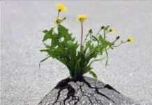 Befreiung durch Entledigung der Grünen Pest! Schickt sie in die Wüste! Verteidigt den Verbrennungsmotor!