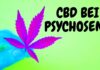 CBD bei Psychose? Legal kiffen und dabei deine Psychose heilen? (meine Erfahrung)