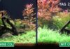 Pflanzenaquarium mit und ohne CO₂ im Zeitraffer – Oje das Böse CO₂
