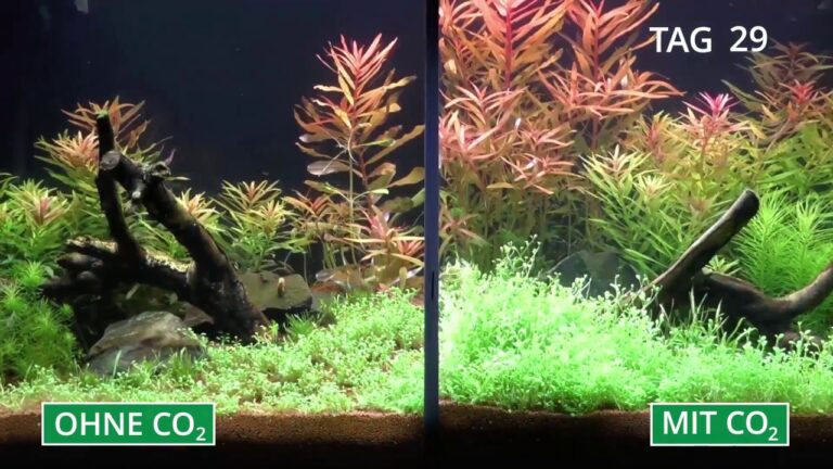 Pflanzenaquarium mit und ohne CO₂ im Zeitraffer – Oje das Böse CO₂