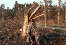 Wer und was verdreht, zerrupft und zerknickt die Bäume? Die Wetter-Drohnen!